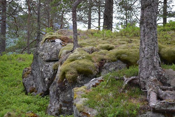 Norwegen, natürliche Landschaft Islandmoos Feucht und Kühl mit anderen Moose und Flechten