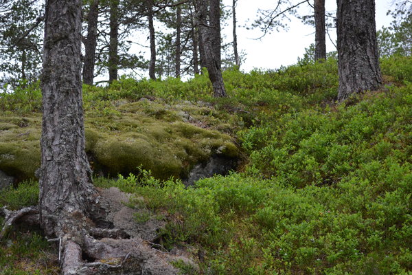 Norwegen Nass Kalte Wälder Baumgrenze