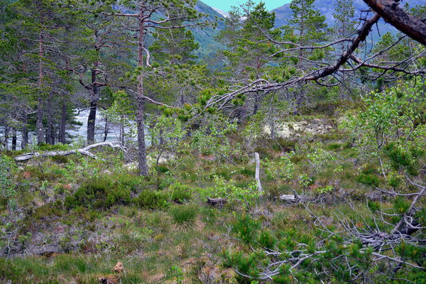 Norwegen, natürliche Landschaft Islandmoos Feucht und Kühl Kieferwälder